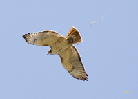Red tailed Hawk